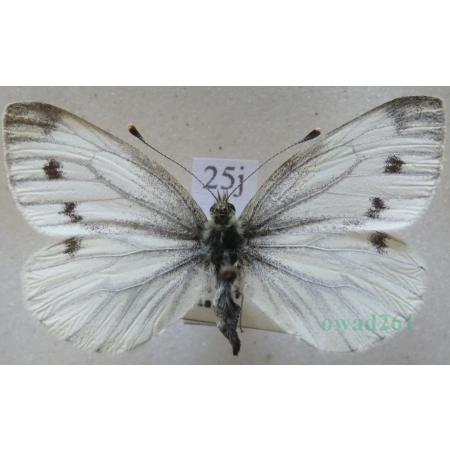 Pieris napi (Linnaeus, 1758) female Bielinek bytomkowiec Czech25j